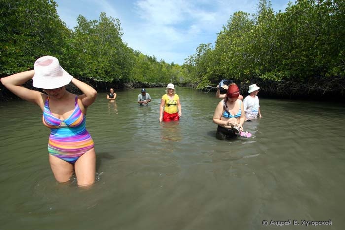 http://khutorskoy.ru/travel/thailand/mangroves/137_3760_khutorskoy_ru.jpg